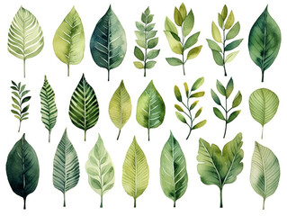 Obrazy na Plexi  緑の葉　水彩イラストセット