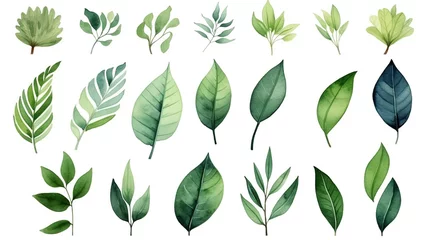 Fotobehang 緑の葉　水彩イラストセット © ヨーグル