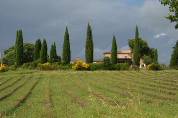 Rural landscape in Val d Orcia, Tuscany, at summer
