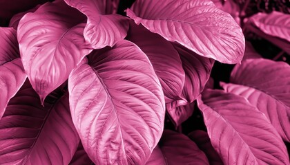 Viva Magenta colored plants, big leaves in monochrome color