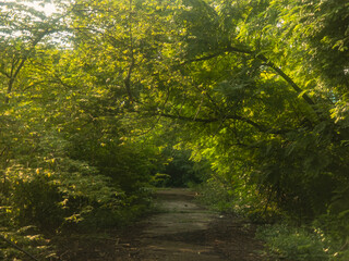 mysterious fantasy glowing bloom effects forest 
