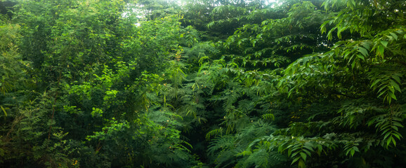 moody deep forest scenic view jungle environment  background