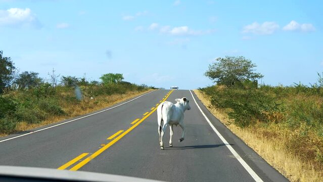 A remarkably slim white cow stands in the middle of the road, blocking traffic. A truck approaches from the opposite direction, and the cow eventually moves aside. Caatinga, Bahia, Brazil. 