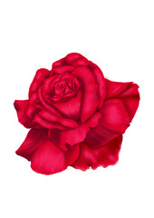 single red rose