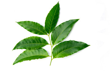 Neem leaves on white background. Medicinal neem leaf.herb.green leef. - obrazy, fototapety, plakaty