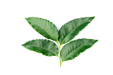 Neem leaves on white background. Medicinal neem leaf.herb.green leef. - obrazy, fototapety, plakaty