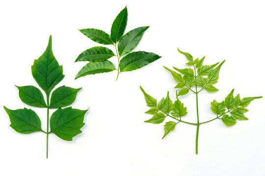 Neem leaves on white background. Medicinal neem leaf.herb.green leef.