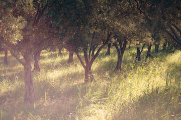 trees in the forest