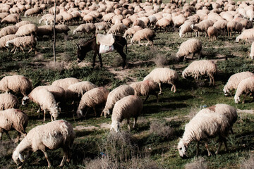 sheep and lambs