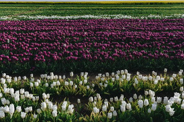 Fototapeta premium field of tulips 