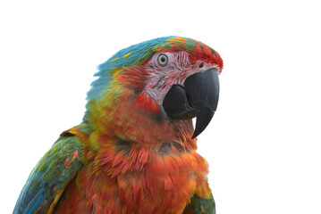 Detail of a macaw parrots head