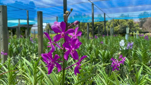 Pink orchid flower in the garden under the blue net on sunshine day with selective focus.