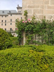 Fototapeta premium Flowers in the garden