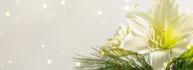 macro of white christmas flower amaryllis on light background, graceful floral greeting card...
