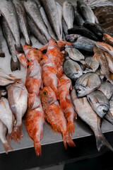 The sea fish is laid out on the market counter.