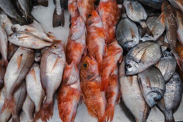 A variety of oceanic fish at market.