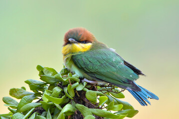 The chestnut-headed bee-eater on a tree branch