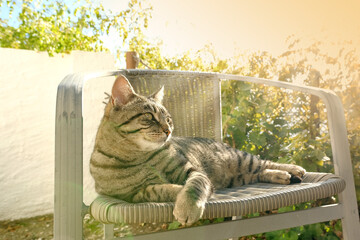beautiful grey striped cat whiskas color lies in cozy wicker chair in sunny garden, basks in sun,...