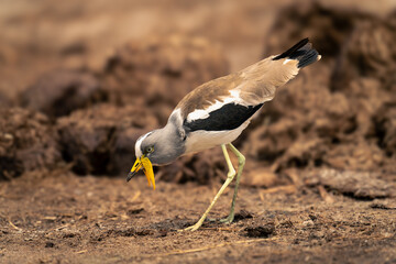 White-crowned lapwing stands bending over elephant dung