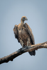 White-backed vulture on branch under blue sky