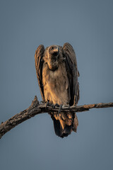 White-backed vulture with catchlight on dead branch
