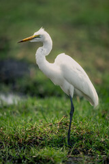 Windblown great egret in profile on riverbank