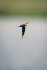 Wire-tailed swallow flies across river in sunshine