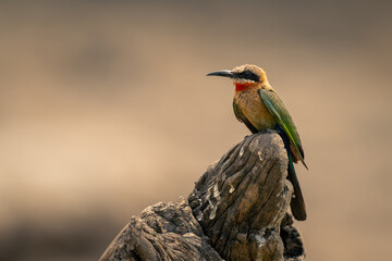 White-fronted bee-eater watches camera from dead log