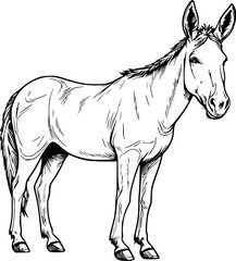 Donkey Hand Drawn Realistic Detailed Coloring Book Animal Illustrations