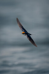 Wire-tailed swallow glides over water spreading wings