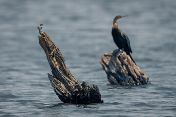 Obraz premium Wire-tailed swallow and African darter on stumps