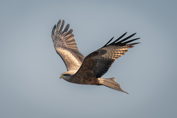 Yellow-billed kite flies under perfect blue sky