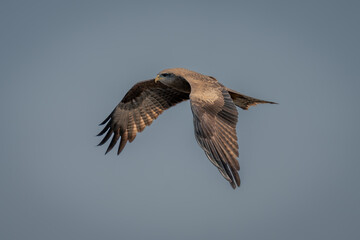 Yellow-billed kite flies through sky lowering wings