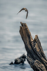 Wire-tailed swallow takes off from dead stump