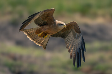 Yellow-billed kite flying low over grassy plain