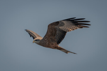 Yellow-billed kite soars in perfect blue sky