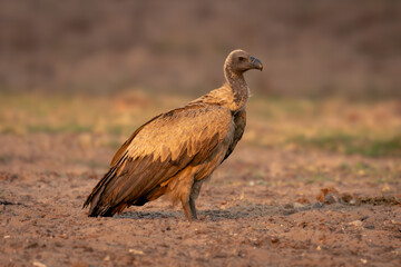 White-backed vulture stands on sand in profile