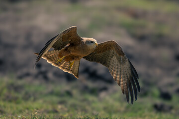 Yellow-billed kite flies low over grassy plain