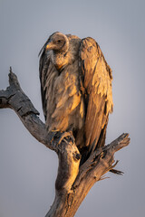 White-backed vulture watches camera from dead branch