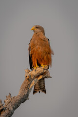 Yellow-billed kite turns head on dead branch