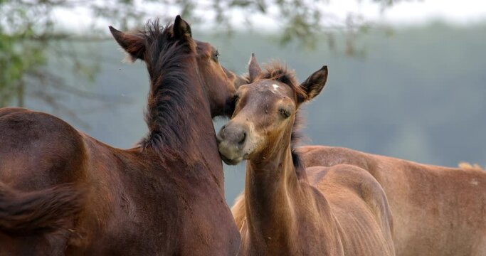 A mare strokes her foal