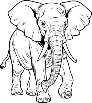 Elephant Hand Drawn Realistic Detailed Coloring Book Animal Illustrations