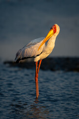 Yellow-billed stork stands turning head in shallows