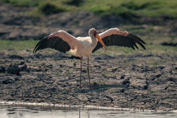 Obraz na płótnie Canvas Yellow-billed stork stands on riverbank spreading wings