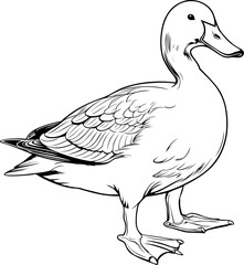 Duck Hand Drawn Realistic Detailed Coloring Book Animal Illustrations
