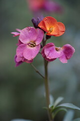 Fototapeta na wymiar pink flower Blurry background