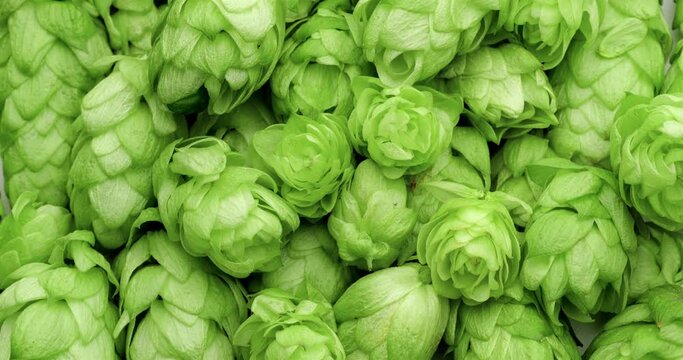 Fresh green hops.  Green ripe hop cones background.
