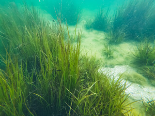 Fototapeta na wymiar Underwater photo of Lake Vouliagmeni with Garra rufa fish.