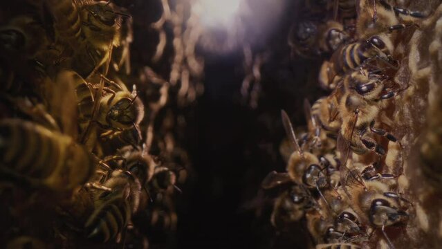 Dolly macro shot is a bee in a hive. Worker bees walk and work inside the hive in the apiary. Pollen is put into the cells of the honeycomb. They create eggs for a colony of bees. Honey in combs