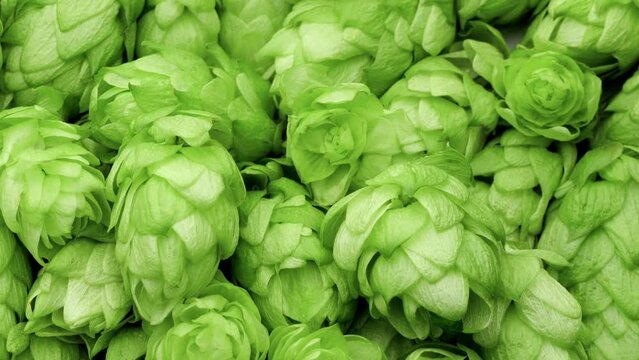 Fresh green hops.  Green ripe hop cones background.